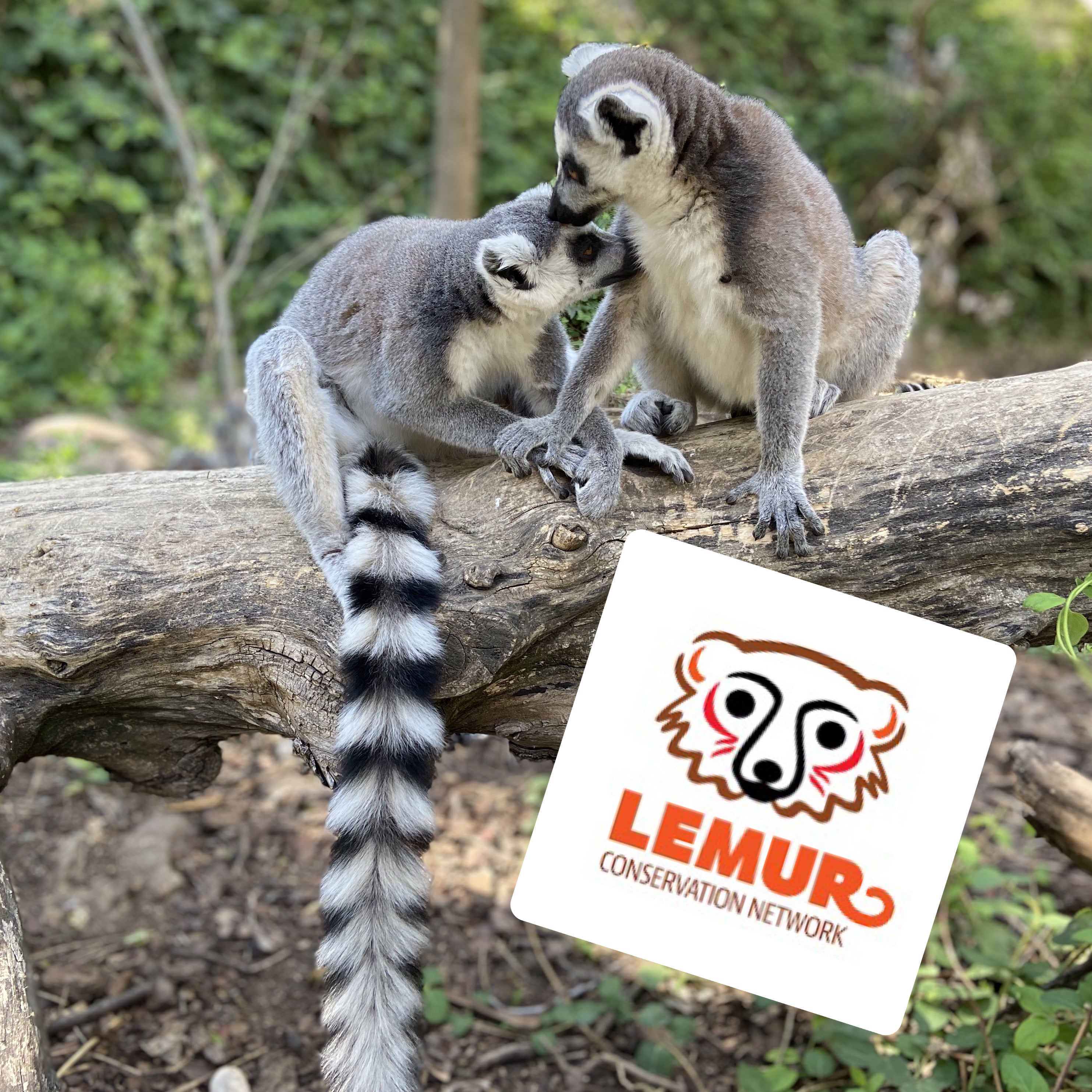 Two ring tailed lemurs sitting on a log plus the logo of the Lemur Conservation Network