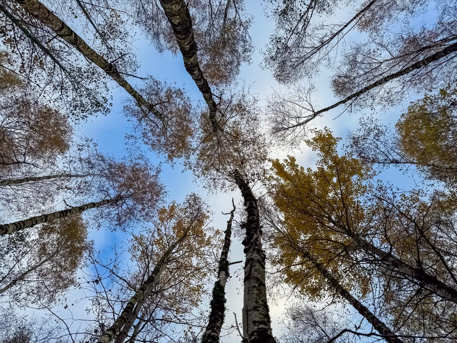 Autumnal tree tops against a blue sky photographed from the ground.